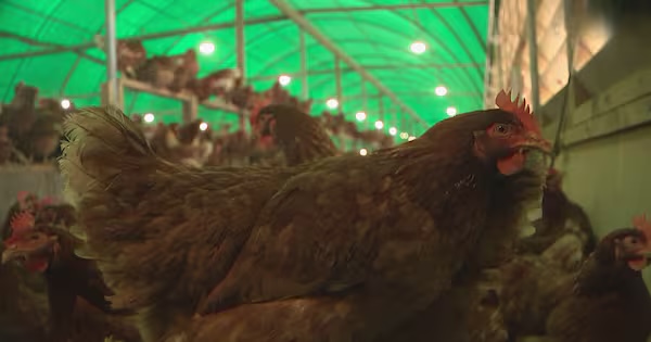 A Carterton chicken farm featured in coverage of New Zealand bird flu preparations.